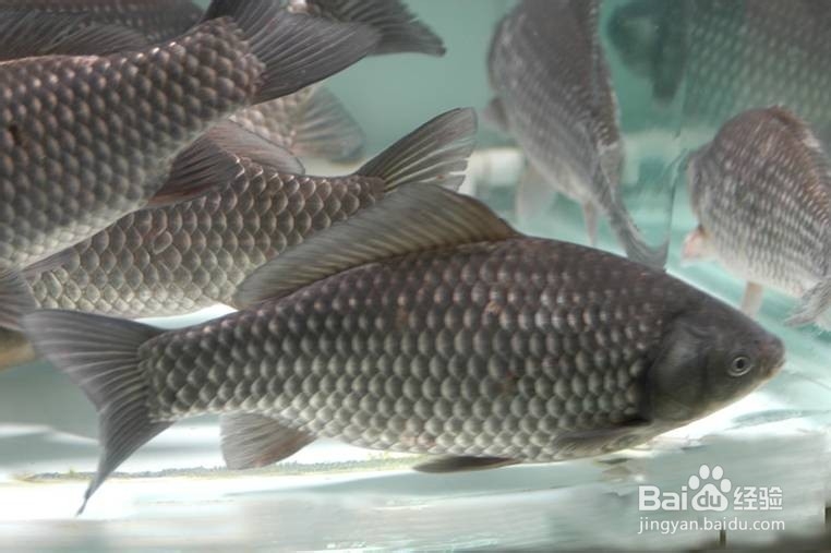 一款钓鲫鱼的酒米窝料