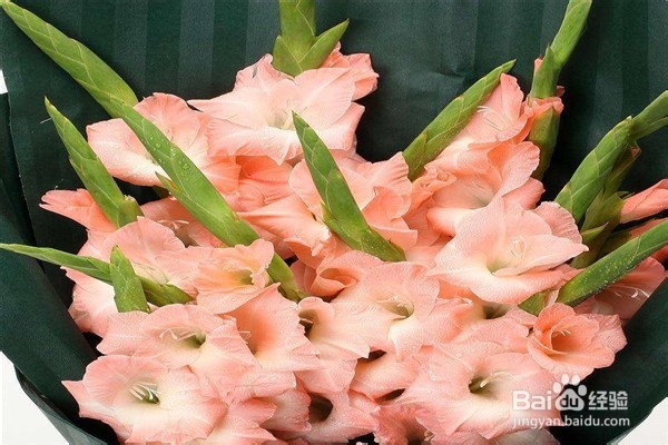 剑兰的养殖方法和注意事项有什么？