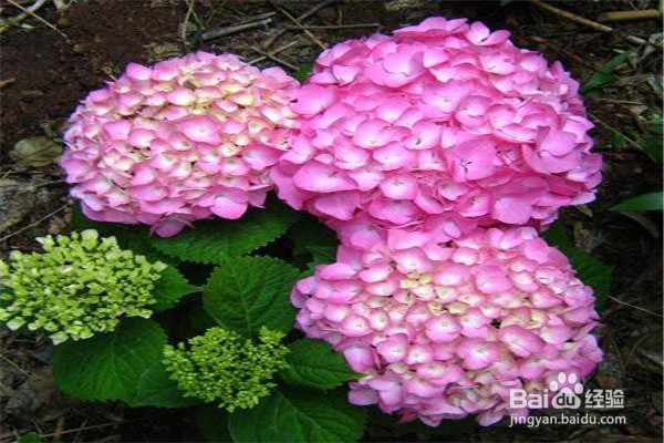 绣球花的注意事项和养殖方法是什么?