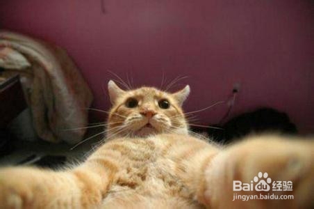 夏季如何预防猫咪中暑