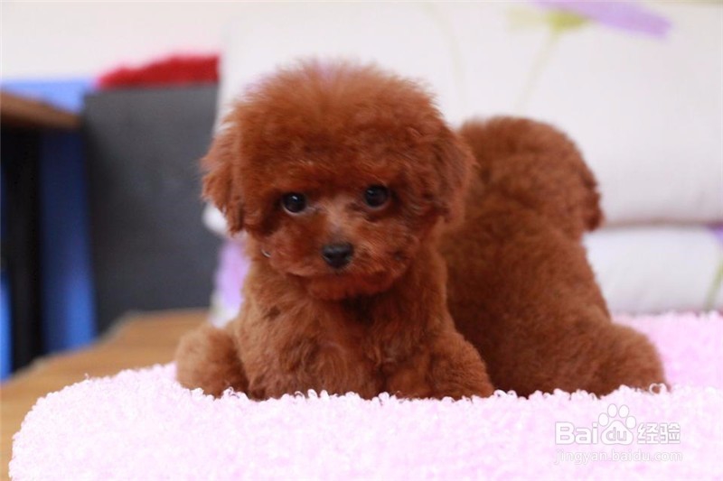 你知道怎么更好的照顾幼犬吗