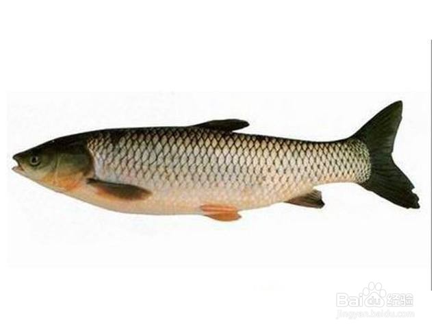 鸡火鳝羹的做法？