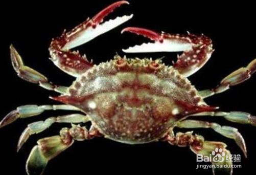 你知道如何判断梭子蟹死了多久吗？