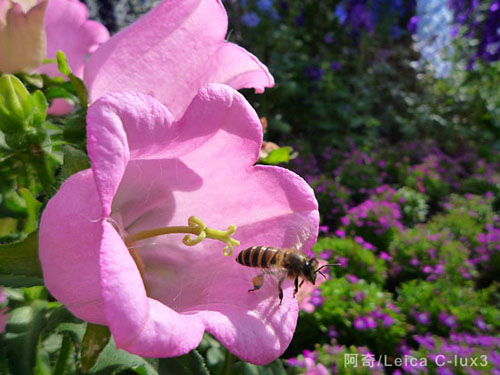 花季物语！小DC照样拍出好照片之实战篇