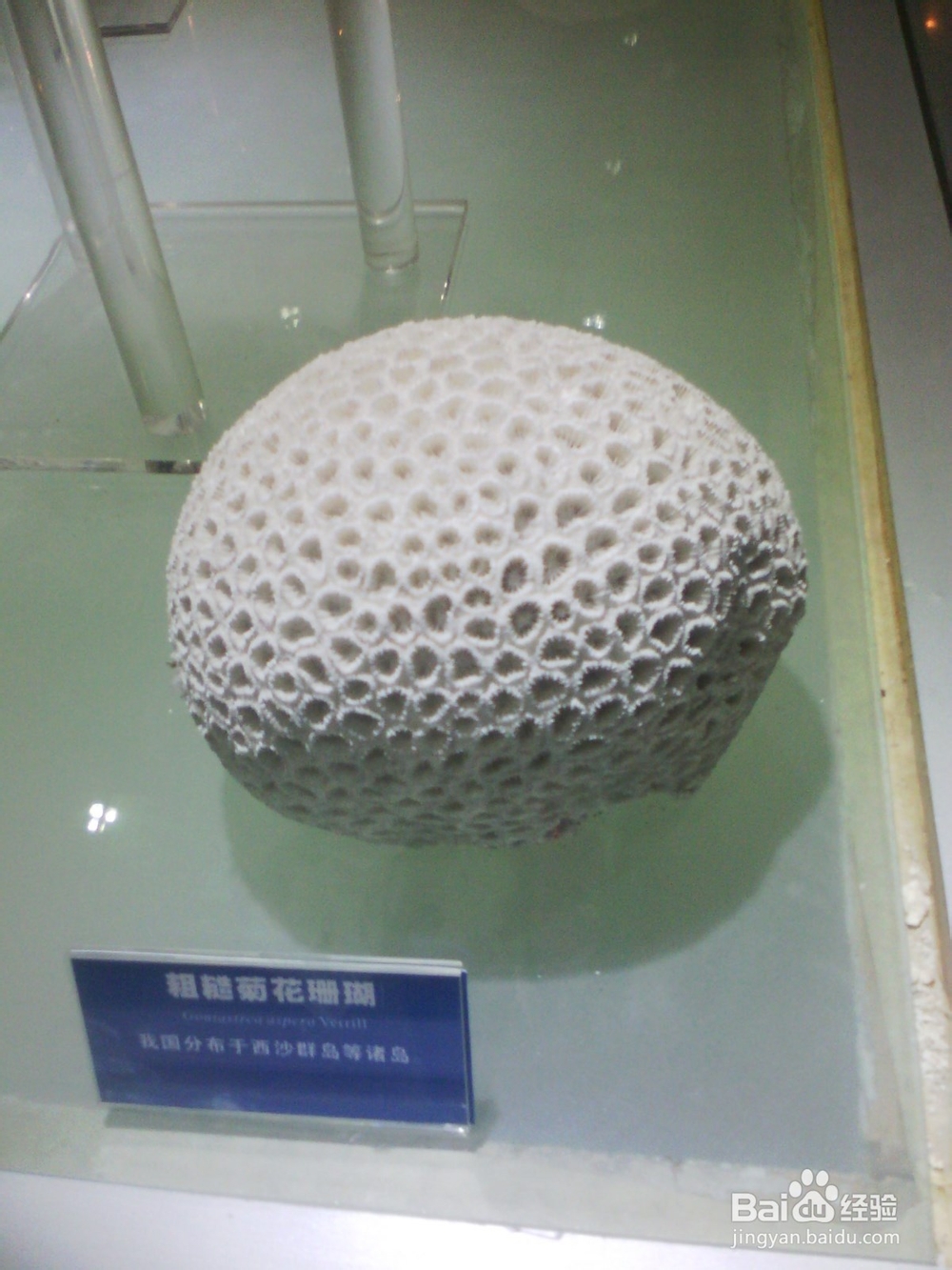 带孩子看海洋生物