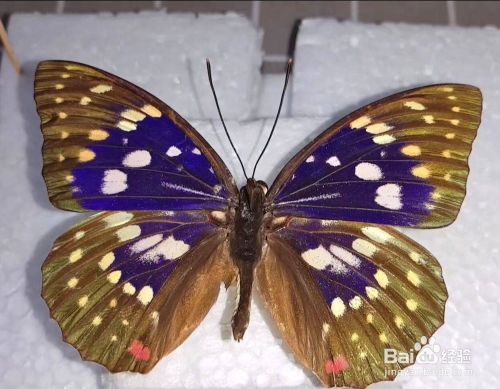 大紫蛱蝶标本制作 百度经验
