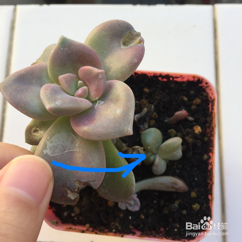 多肉被鸟啄了之后怎么处理