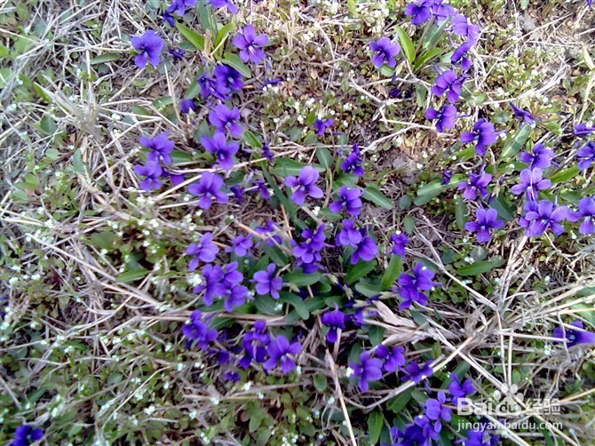 山东省小学教师资格证报名流程