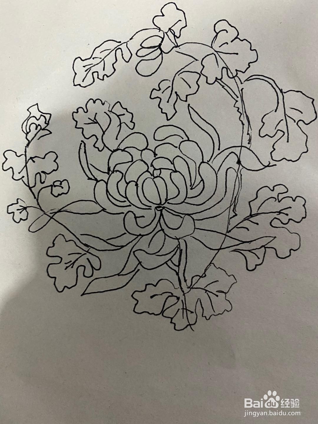 秋天的花简笔画