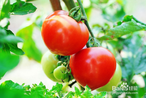 西红柿怎么施肥才能丰产呢?