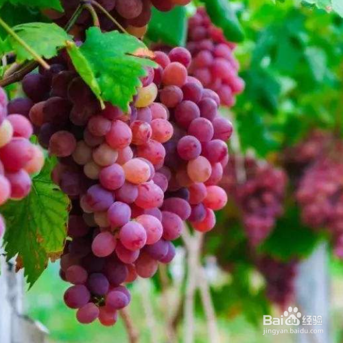 葡萄如何保鲜储存