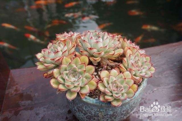 自制多肉营养土,适合自己的才是最重要!