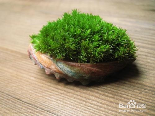 苔藓发霉怎么办