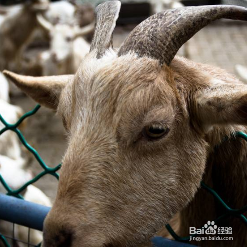 羊吃了塑料袋怎么排出体外