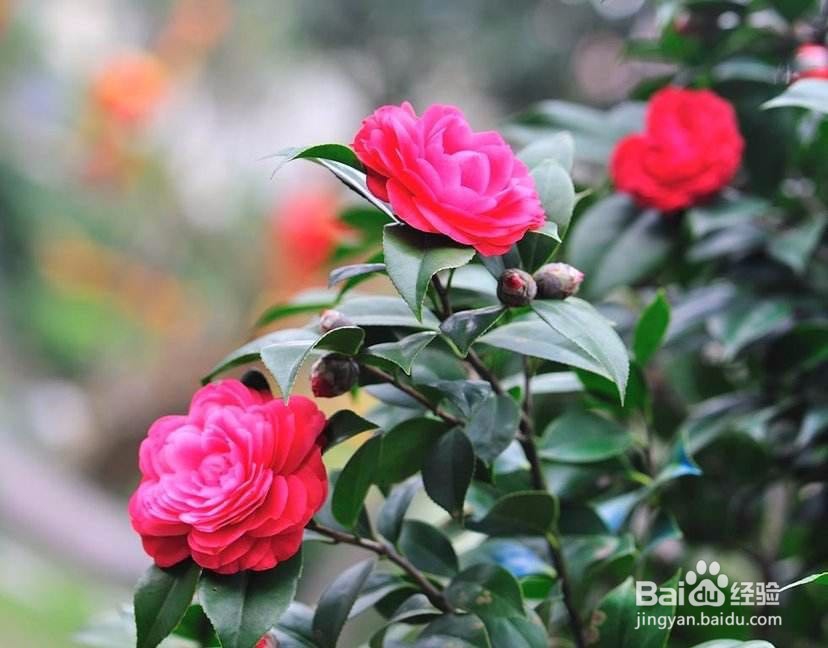 茶花修剪时间和方法