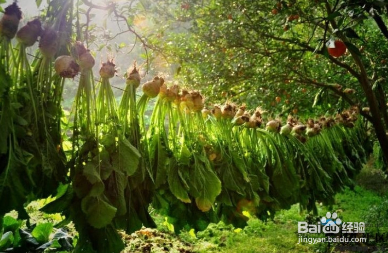 8苦味菜 夏季防病更健康