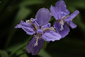 如何延长三色堇花期