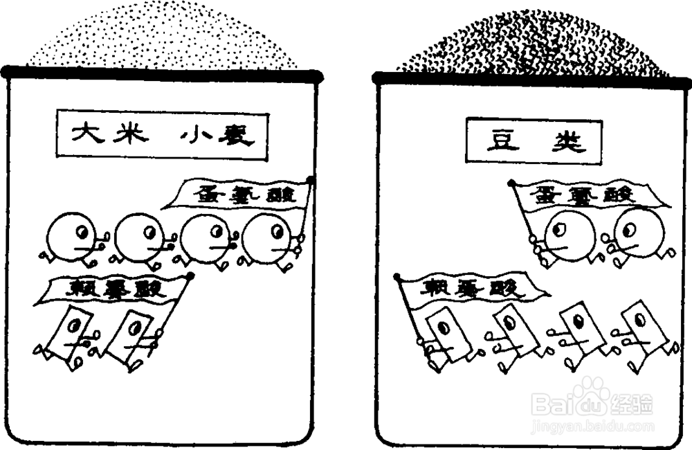 生命的活动的主要承担者——蛋白质