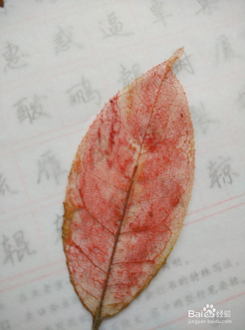 怎样制作精美的叶脉书签