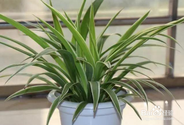 家有宝宝除甲醛