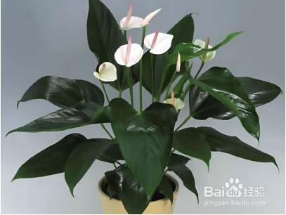 什么室内植物能提高睡眠质量 盆栽植物的作用