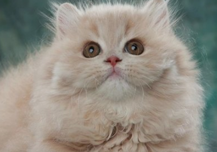 米努特猫和拿破仑区别是什么