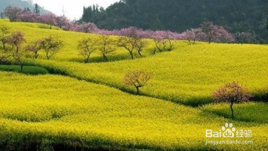 春天旅游的注意事项有哪些