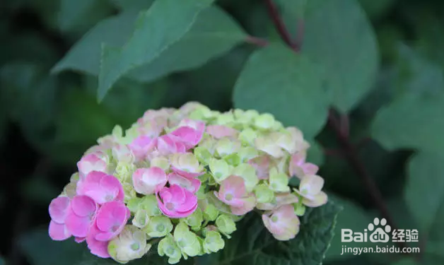 家庭绣球种植养护要点