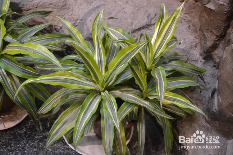 巴西美人的养殖方法和注意事项