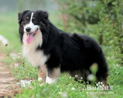 澳大利亚牧羊犬不能吃的东西有哪些？