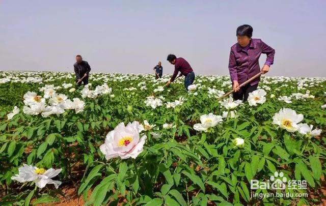 油用牡丹种植方法