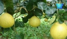 柚子的主要功效