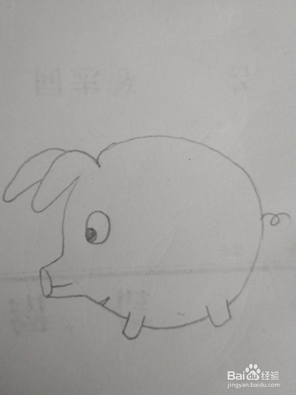 多妈简笔画动物一只胖嘟嘟的小猪