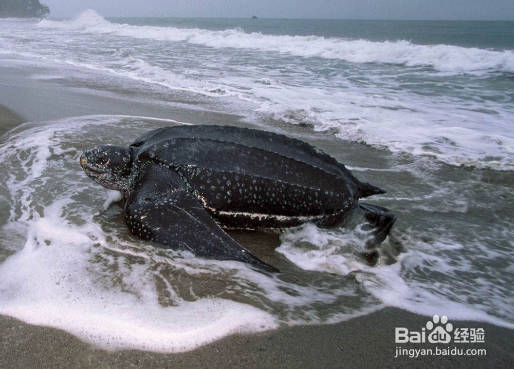 体型最大的乌龟是什么