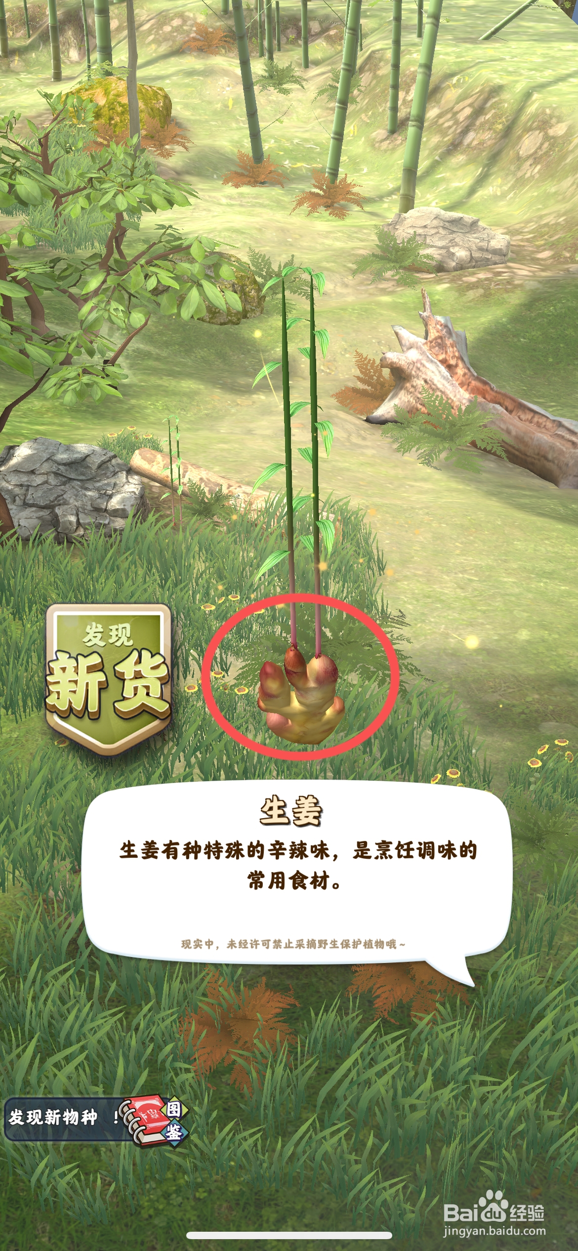夺笋高手怎么去山上摘生姜食材