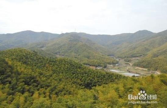 如何有效发展山林经济