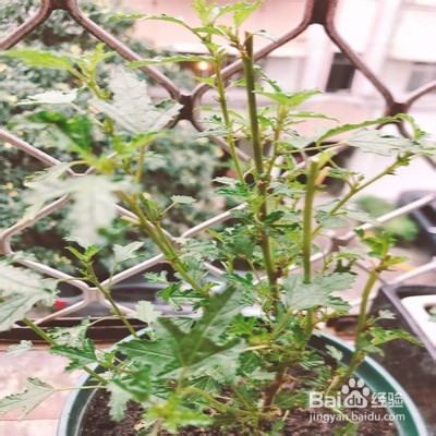 小木槿要怎样爆花多多