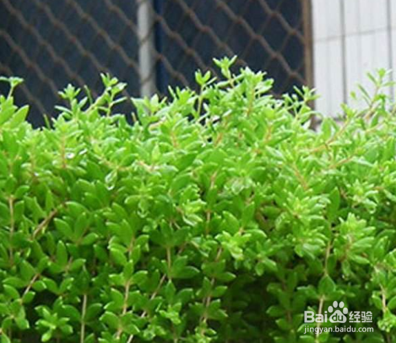 垂盆草有什么繁殖方法