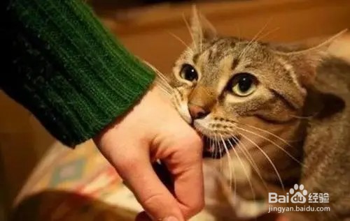 猫咪喜欢咬人的怎么改