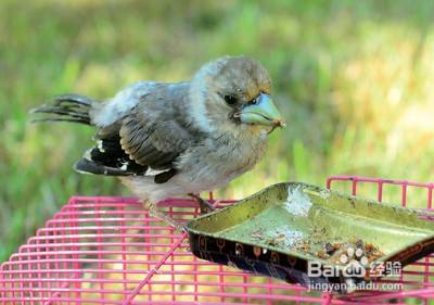 蜡嘴雏鸟人工怎么喂食
