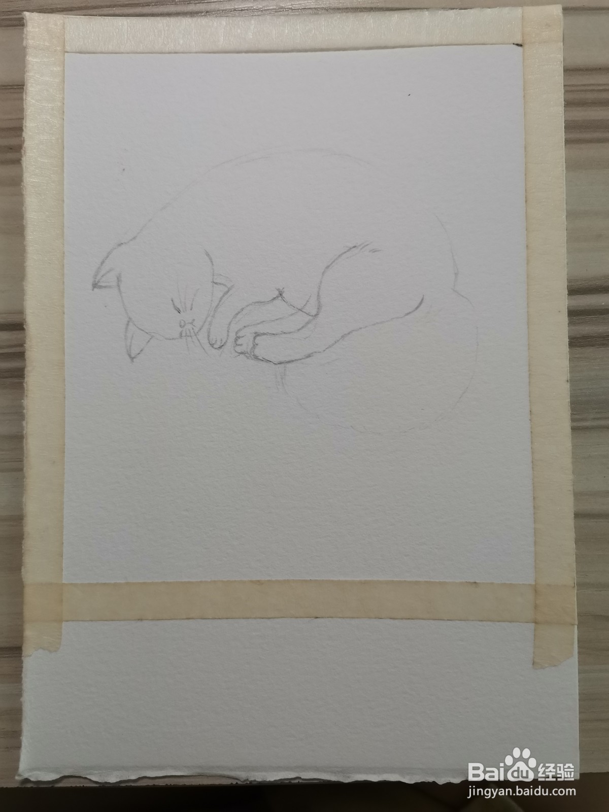 我家的猫咪水彩手绘线稿教程