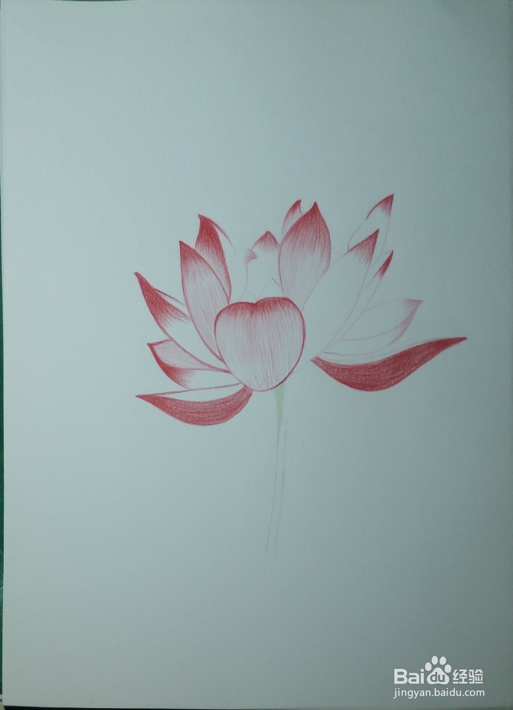 第一次画彩铅——荷花