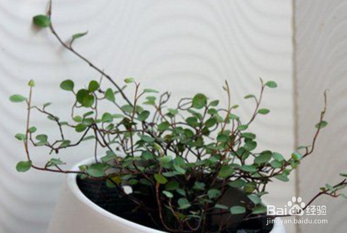 千叶兰的养护方法