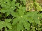 100%无毒或低毒的除虫办法