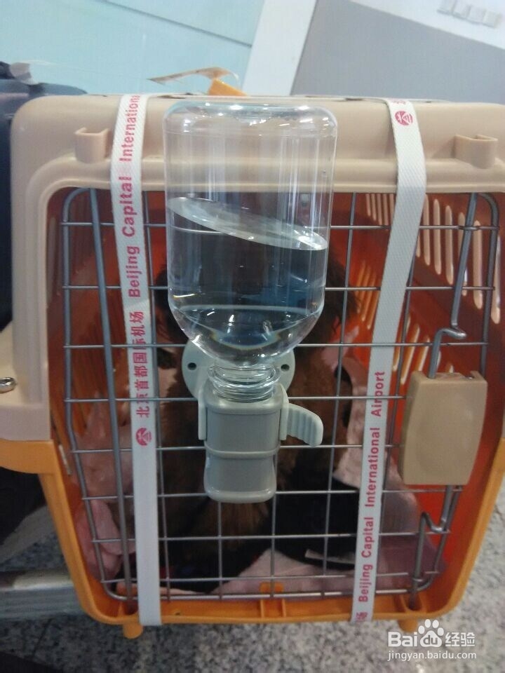 宠物出国 带宠物去日本