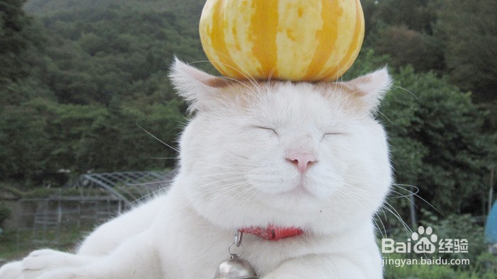 如何解读猫咪的这6个行为?