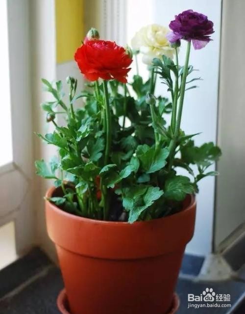 花毛茛种球种植方法