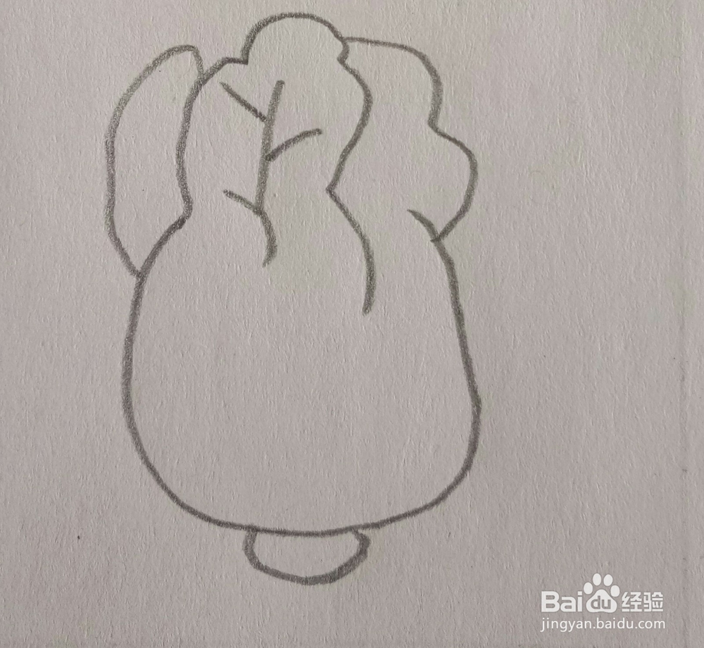 儿童简笔画白菜画法四