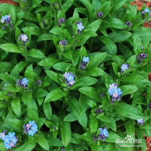 勿忘我春天可以种吗？