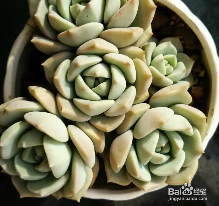 冬天多肉叶片扦插方法